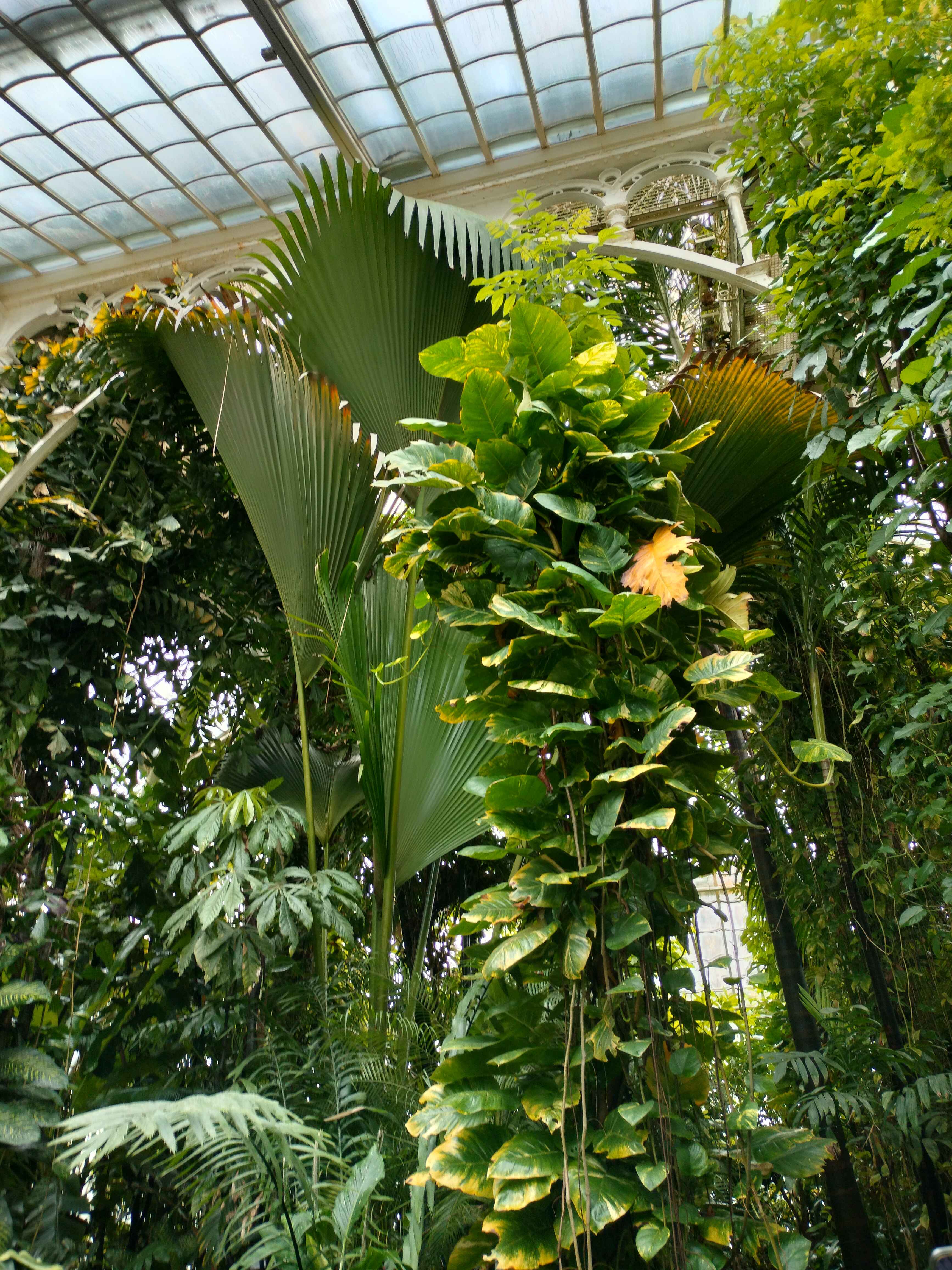 Jungle In Greenhouse